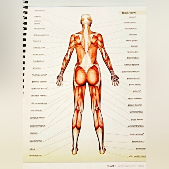 Anatomy of fitness: Pilates Guide - Picture 7 of 7